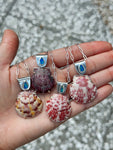 The Sea Collectors Shell Pendant
